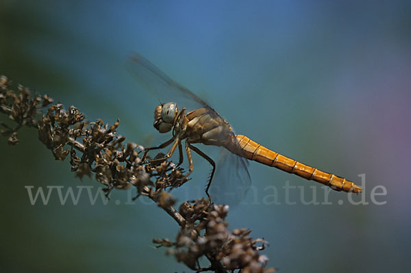 Frühe Heidelibelle (Sympetrum fonscolombei)