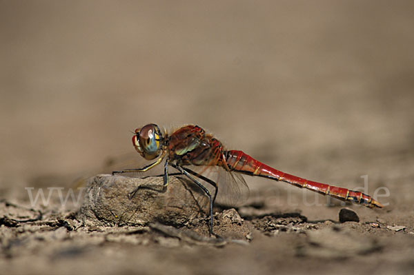 Frühe Heidelibelle (Sympetrum fonscolombei)