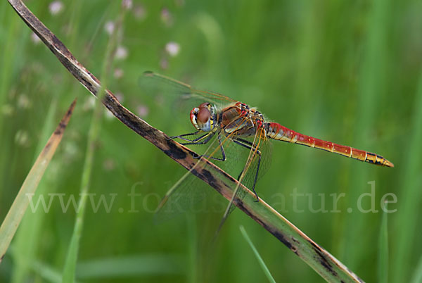 Frühe Heidelibelle (Sympetrum fonscolombei)