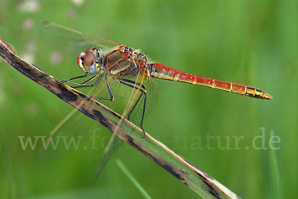 Frühe Heidelibelle (Sympetrum fonscolombei)