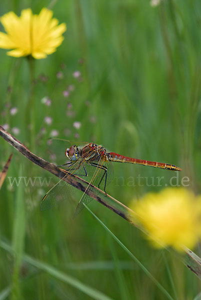 Frühe Heidelibelle (Sympetrum fonscolombei)