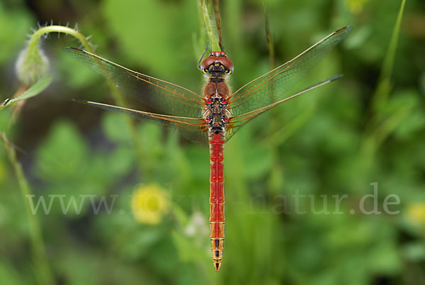 Frühe Heidelibelle (Sympetrum fonscolombei)