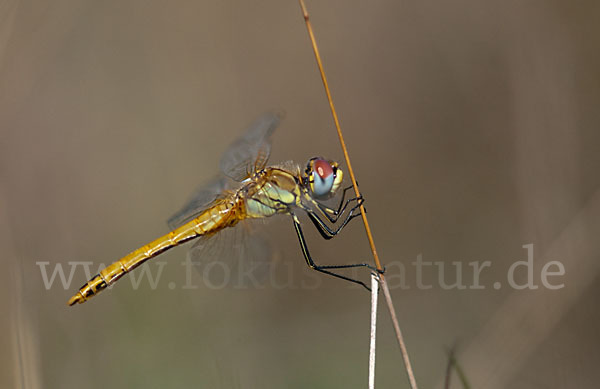 Frühe Heidelibelle (Sympetrum fonscolombei)