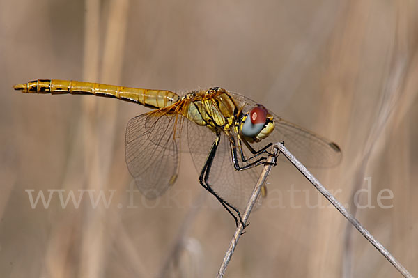 Frühe Heidelibelle (Sympetrum fonscolombei)