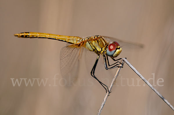 Frühe Heidelibelle (Sympetrum fonscolombei)