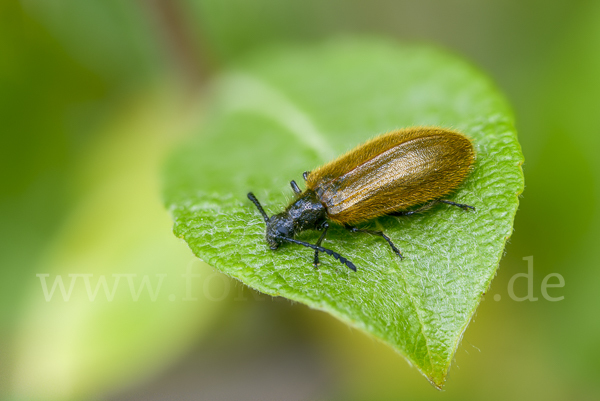 Früher Wollkäfer (Lagria atripes)