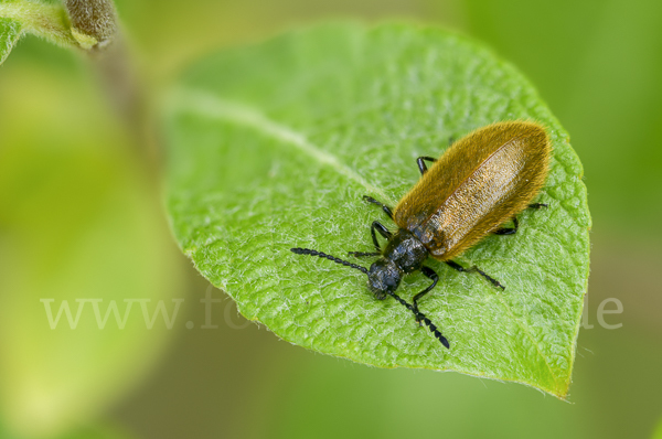 Früher Wollkäfer (Lagria atripes)