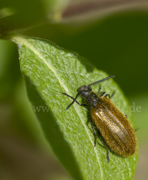 Früher Wollkäfer (Lagria atripes)