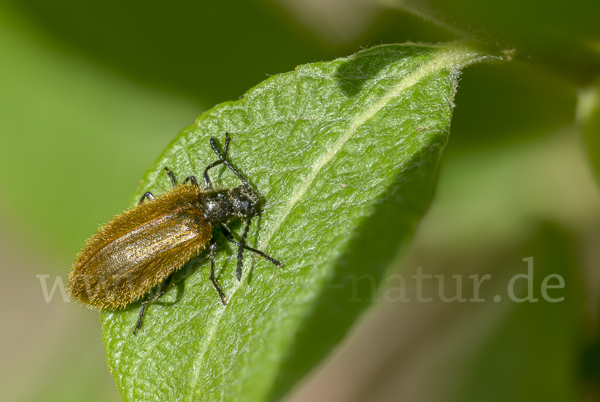 Früher Wollkäfer (Lagria atripes)