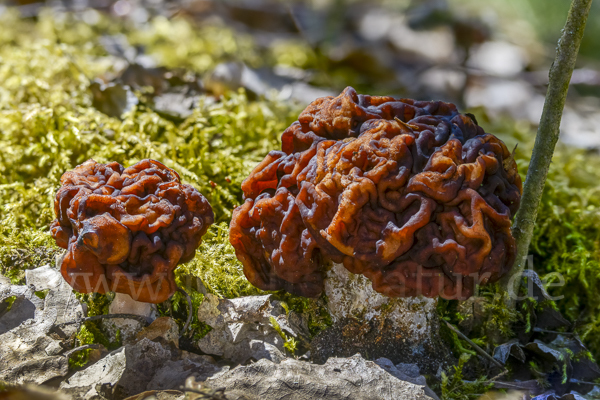 Frühjahrslorchel (Gyromitra esculenta)