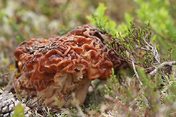 Frühjahrslorchel (Gyromitra esculenta)