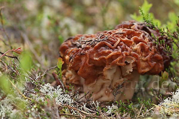 Frühjahrslorchel (Gyromitra esculenta)