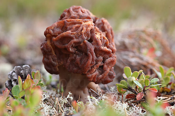 Frühjahrslorchel (Gyromitra esculenta)