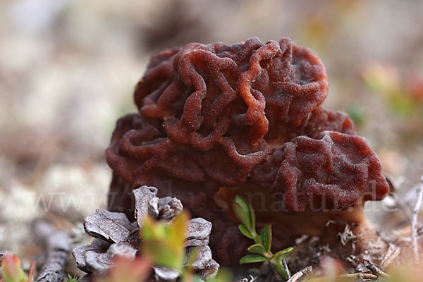 Frühjahrslorchel (Gyromitra esculenta)