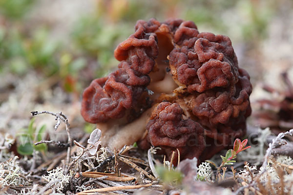 Frühjahrslorchel (Gyromitra esculenta)