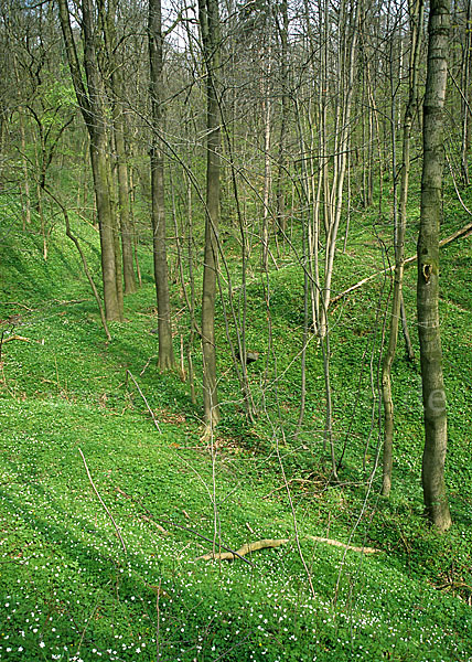 Frühling (spring)