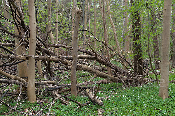 Frühling (spring)