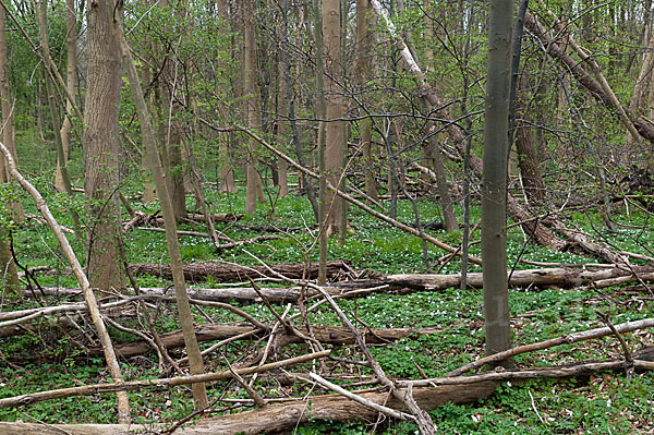 Frühling (spring)