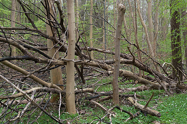 Frühling (spring)