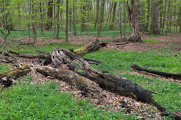 Frühling (spring)