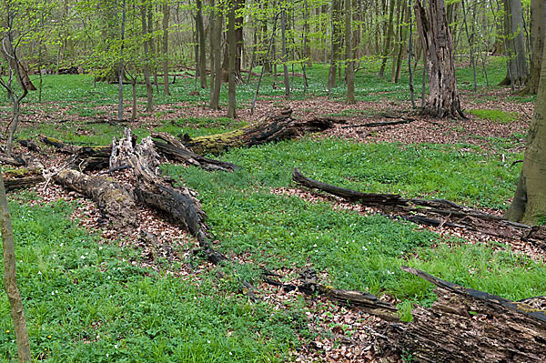 Frühling (spring)