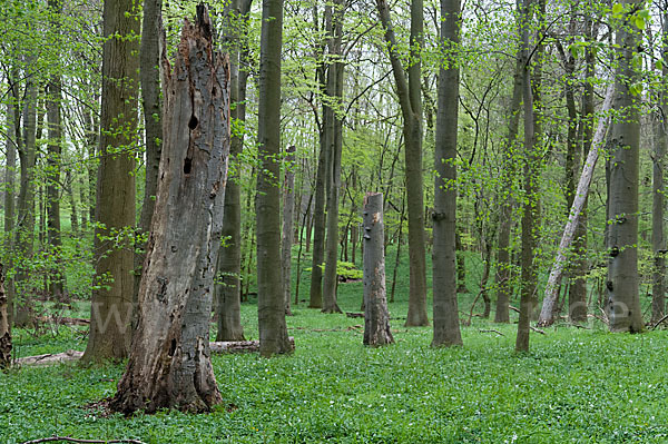 Frühling (spring)