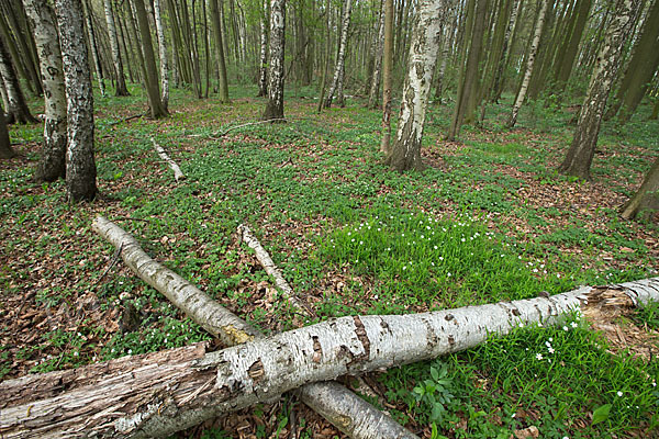 Frühling (spring)