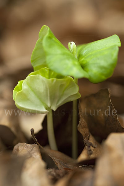 Frühling (spring)