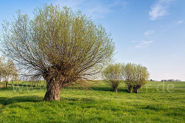 Frühling (spring)