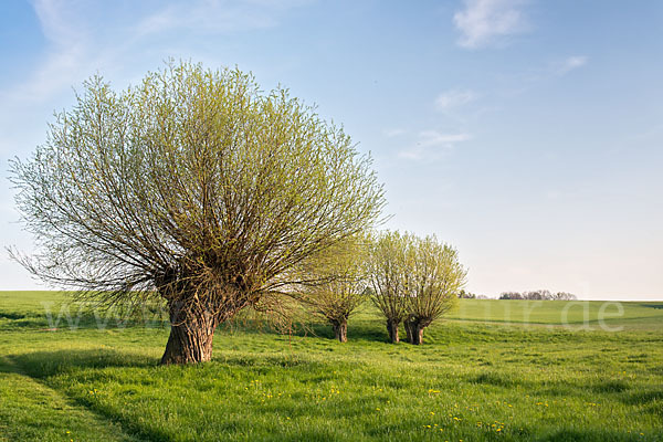 Frühling (spring)