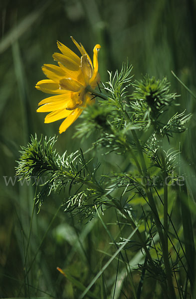 Frühlings-Adonisröschen (Adonis vernalis)