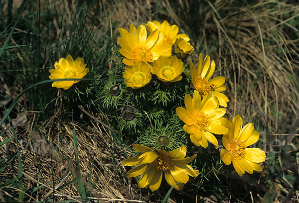 Frühlings-Adonisröschen (Adonis vernalis)