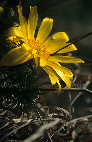 Frühlings-Adonisröschen (Adonis vernalis)