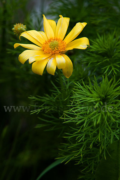 Frühlings-Adonisröschen (Adonis vernalis)