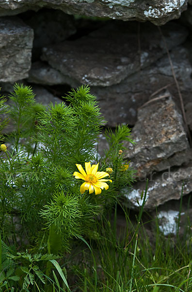 Frühlings-Adonisröschen (Adonis vernalis)