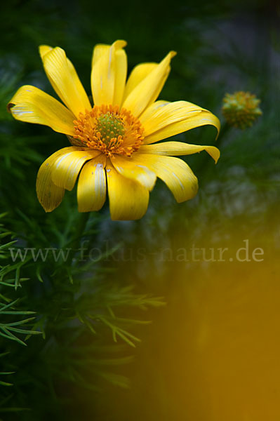 Frühlings-Adonisröschen (Adonis vernalis)