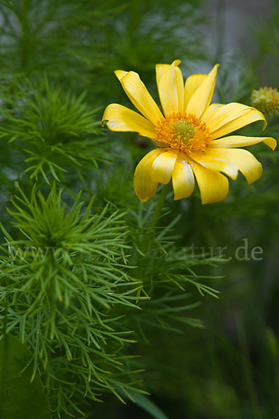 Frühlings-Adonisröschen (Adonis vernalis)