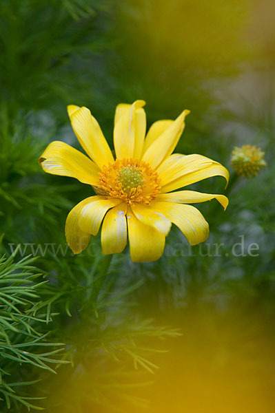 Frühlings-Adonisröschen (Adonis vernalis)