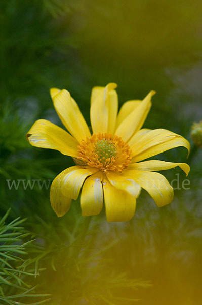 Frühlings-Adonisröschen (Adonis vernalis)