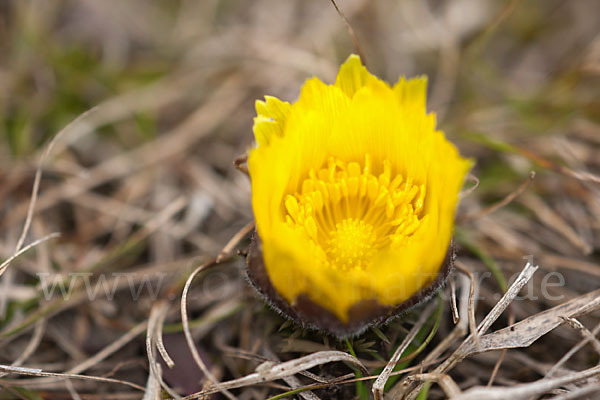 Frühlings-Adonisröschen (Adonis vernalis)