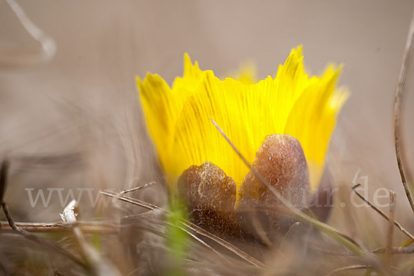 Frühlings-Adonisröschen (Adonis vernalis)