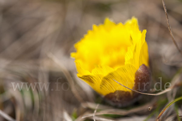 Frühlings-Adonisröschen (Adonis vernalis)