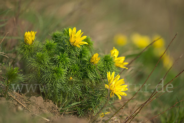 Frühlings-Adonisröschen (Adonis vernalis)