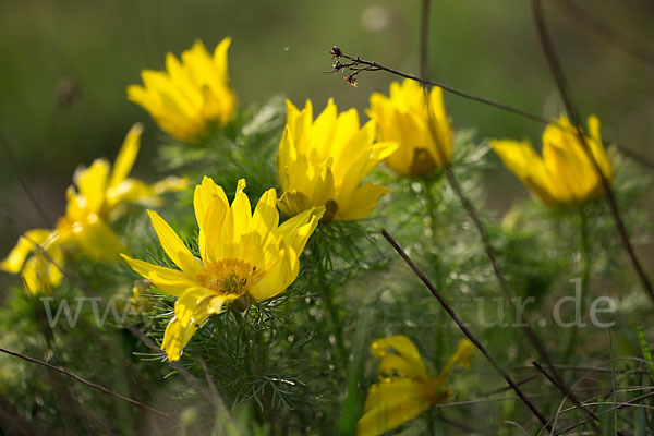 Frühlings-Adonisröschen (Adonis vernalis)