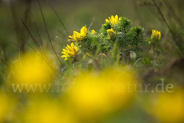 Frühlings-Adonisröschen (Adonis vernalis)