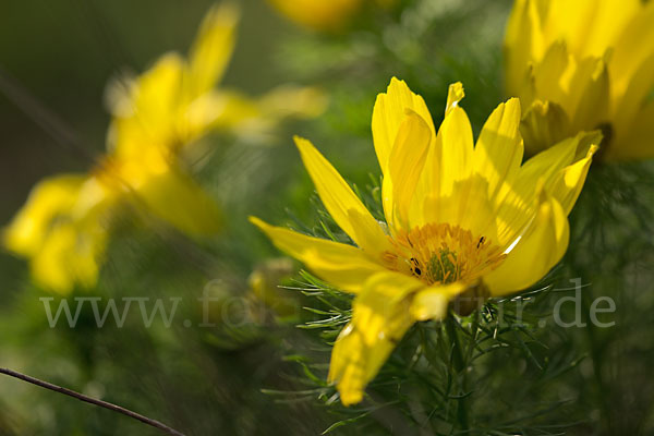 Frühlings-Adonisröschen (Adonis vernalis)