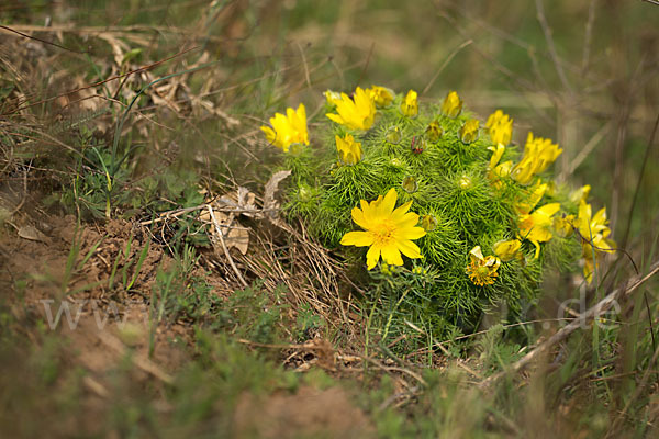 Frühlings-Adonisröschen (Adonis vernalis)