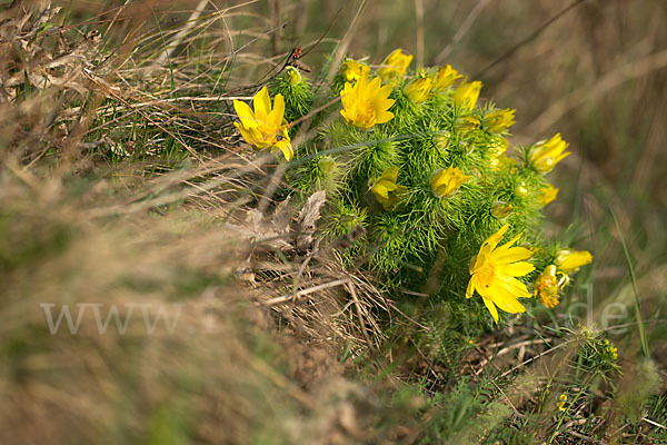 Frühlings-Adonisröschen (Adonis vernalis)