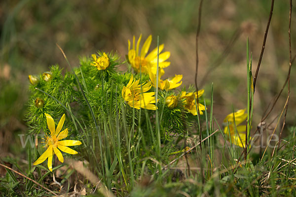 Frühlings-Adonisröschen (Adonis vernalis)