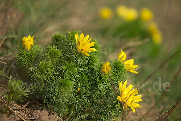 Frühlings-Adonisröschen (Adonis vernalis)